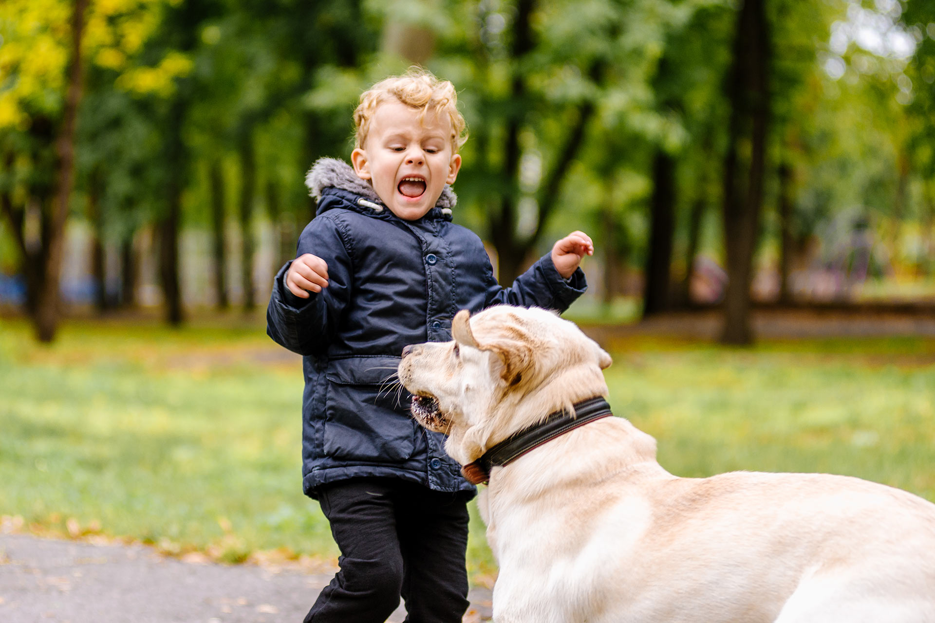 Dog bite attorney concept: big dog bites a child in the park